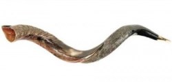 845246000052 Small Yemenite Shofar